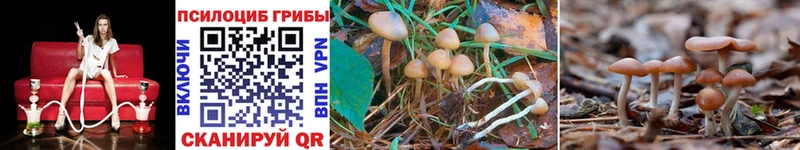 Галлюциногенные грибы Psilocybe Иркутск